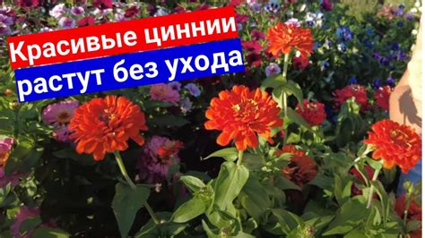 Циннии, за которыми не надо ухаживать. Описание самых красивых сортов ...