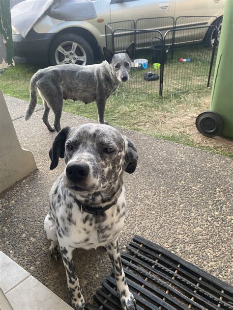 Dalmatian Border Collie Mix