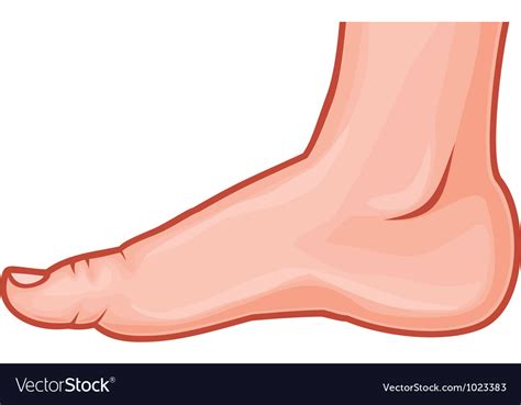 Foot Royalty Free Vector Image Vectorstock