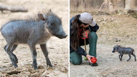 Dallas Zoo Welcomes Baby Warthog Her Name Means Watermelon Fox News