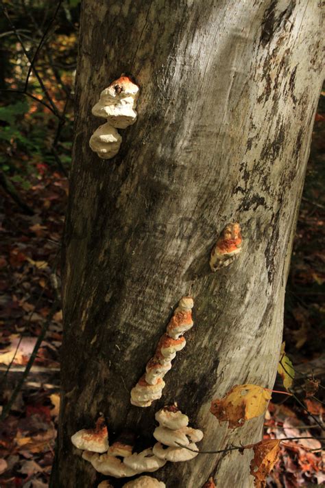 Viral Trends Involve A Photo Of Mushroom Looking Like A Face - RYZE Superfoods