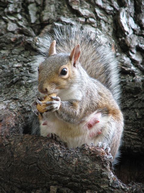 how can you tell if a squirrel is pregnant 4