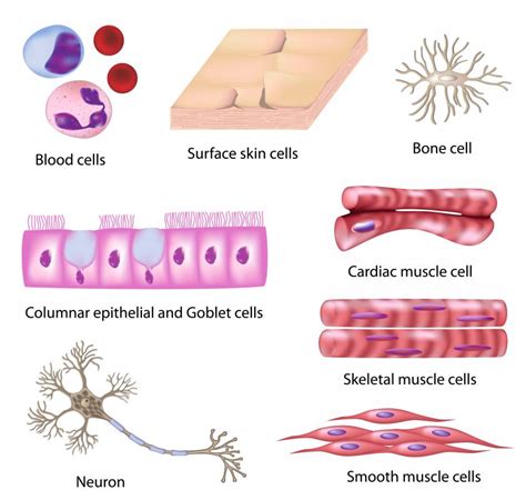 Different Types: Different Types Of Cells