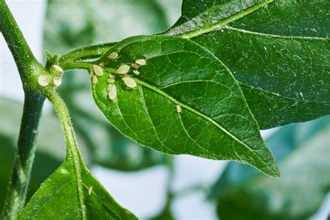 7 Common Houseplant Pests—and How To Get Rid Of Them For Good