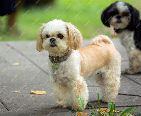 Premium Photo | Shih tzu - a breed of toy dogs, walking in the park...