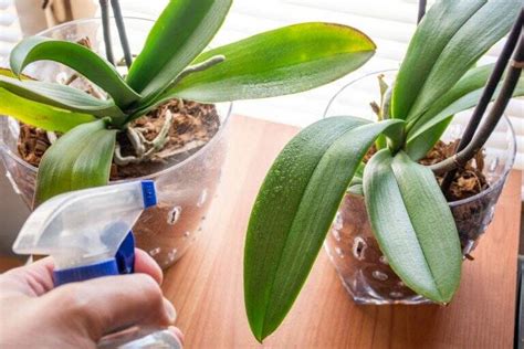 Faça um adubo caseiro para a sua orquídea florir muito em poucos dias