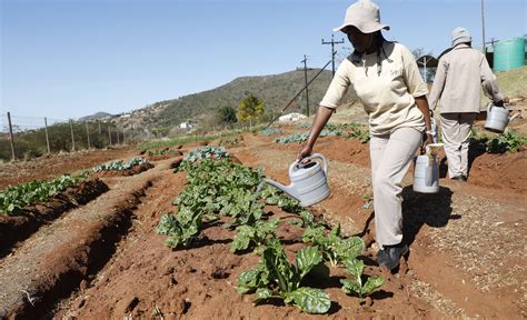 Small-scale farmers put food back where it belongs — at the heart of