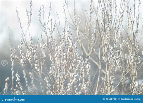 Pussy Willow Branches With Catkins Spring Background Stock Image Image Of Plant Blur 136087861