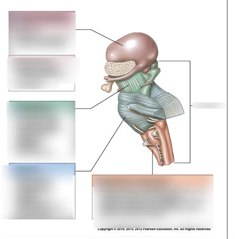 Brain Structure And Functions Diagram Quizlet