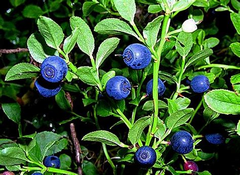some blue berries are growing on the bush