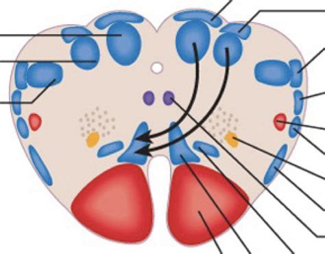 Lower Caudal Medulla Labeling Diagram Quizlet