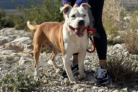 Buddy – Streunerglück e.V.