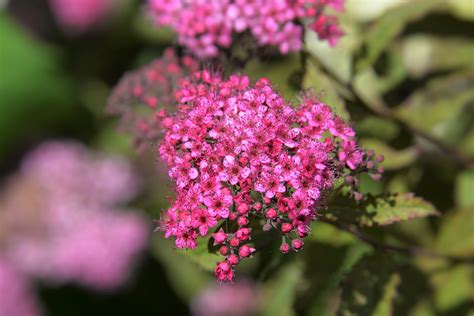 Strauchblume Blüten Rot Kostenloses Foto auf Pixabay Pixabay