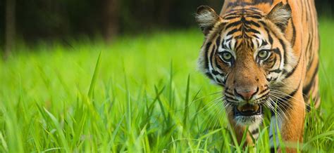 Tigers Save Animals Facing Extinction