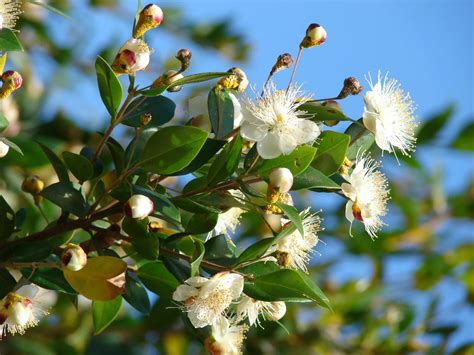 Mirto Fiore: Proprietà E Usi Della Pianta (45 Caratteri) | Fioreria L