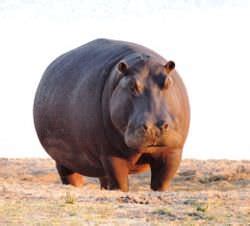 Hippopotamus vs Rhinoceros - Difference and Comparison | Diffen