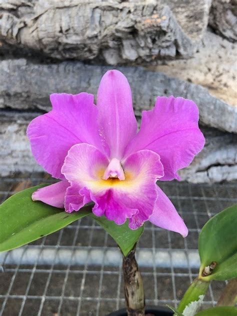 Our COMPLETE Guide To Cattleya Orchids Re Flowering Repotting