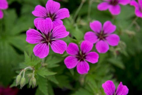 11 Hardy Geraniums Cranesbills For Shade Bbc Gardeners World Magazine