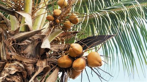 Growing Coconut Palm Trees Indoors Indoor Garden Tips