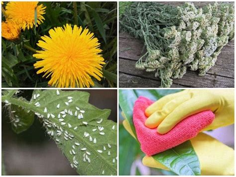 Средства от белокрылки: разновидности и способы применения