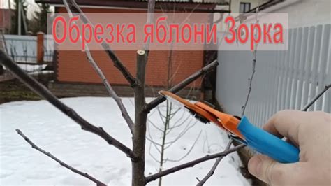 ОБРЕЗКА ЯБЛОНИ ВЕСНОЙ. Сорт яблони ЗОРКА. - YouTube