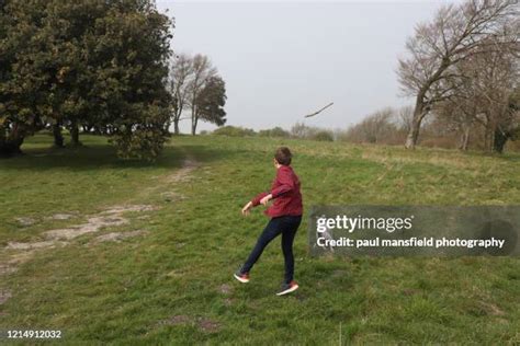 throwing stick dog   premium high res pictures getty images