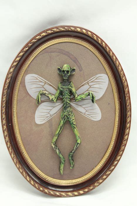Mummified Fairy Framed 20×15×15 Cm Catawiki