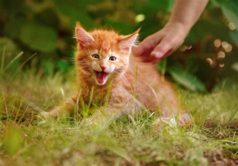 Why Do Cats Hiss at Kittens? A Veterinarian Explains - Cats.com