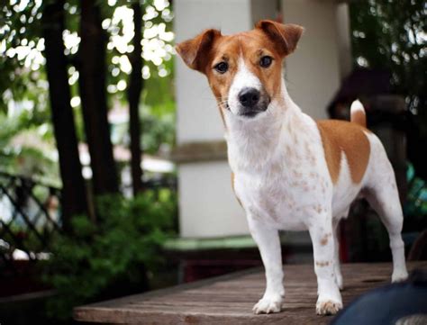 Raça Jack Russell Terrier - Jack russell terrier: conheça tudo sobre a raça | DogHero