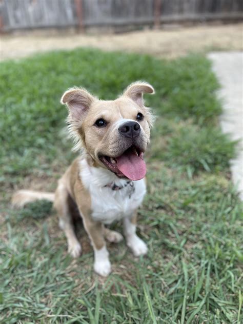 Just found out my fluffy dog is 100% Pit Bull Terrier due to a rare