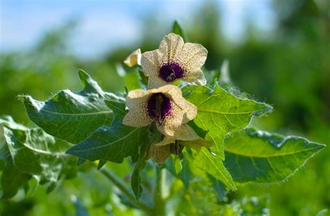 Bolondító beléndek | National Geographic