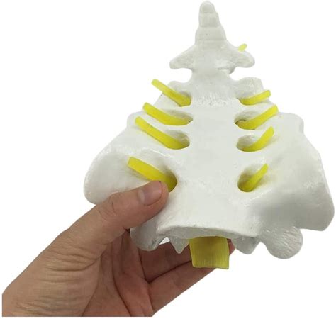 Buy Study Model Educational Model Medical Anatomical Spine Model HSpine