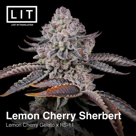 Lit Farms Lemon Cherry Sherbert Half Pack Pre Sale Neptune Seed