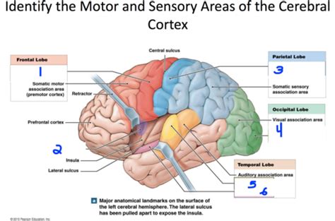 Identify The Motor And Sensory Areas Of The Cerebral Cortex Flashcards