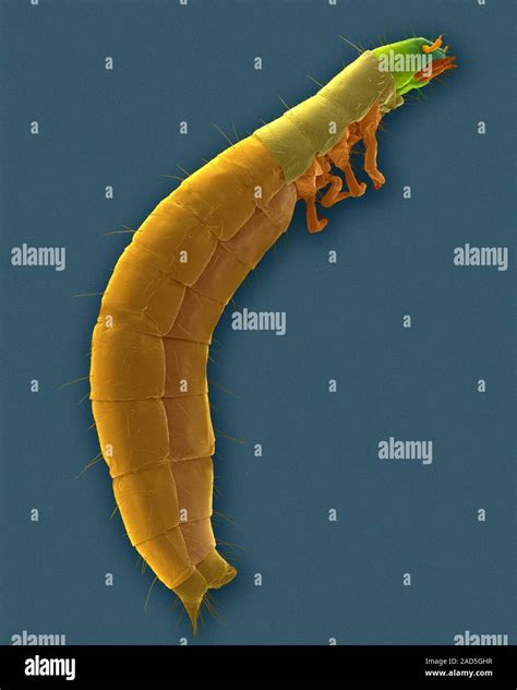 Coloured Scanning Electron Micrograph Sem Of Confused Flour Beetle