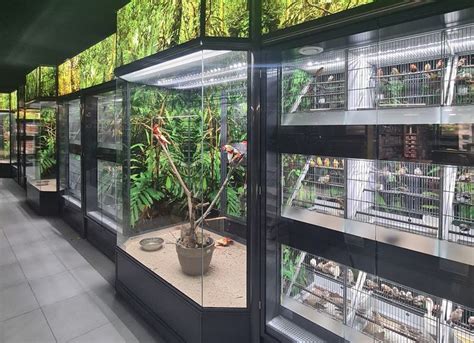 bird aviaries calming  engaging environments indoor parrot