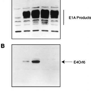 Analysis Of Viral Protein Expression With Wild Type And E4 Mutant Ad5