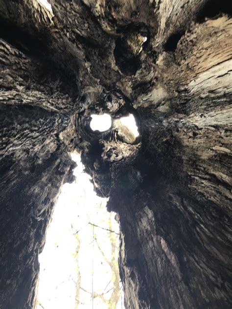 Itap Of The Inside Of A Hollowed Out Tree Looking From The Bottom Up Photo Capture Nature