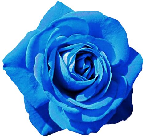 Sky Blue Rose By Jeanicebartzen27 On Deviantart Rose Preserved Roses