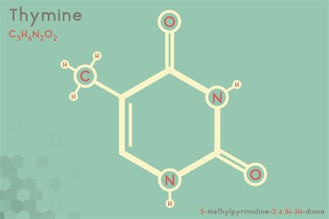 Thymine Definition, Facts, and Functions