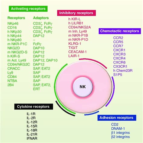 The Dynamic Regulation Of Nk Cell Effector Function Nk Cells Sense The