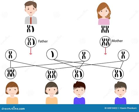 Sex Determination Genetic Mechanisms By Difference In Total Number Of