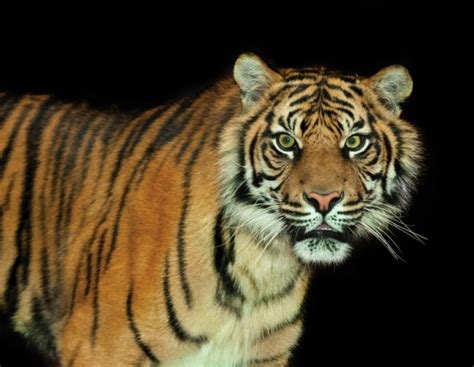 Endangered Sumatran tiger — Stock Photo © markrhiggins #97515730