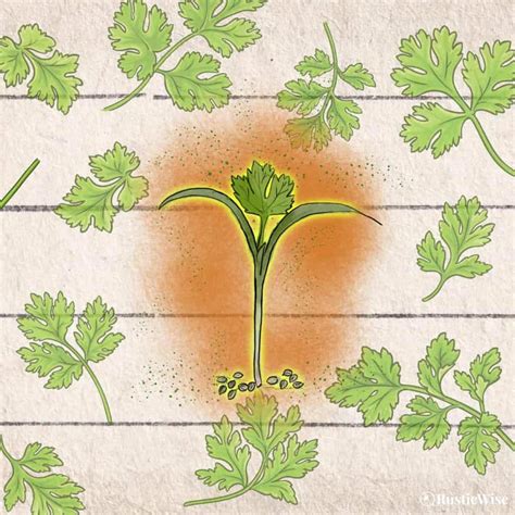 Marvelous Cilantro Microgreen Benefits Rusticwise