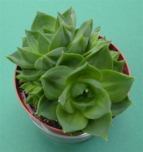 Haworthia Cymbiformis Var Cymbiformis Forma Planifolia In 2015