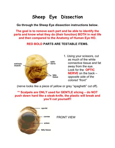 Sheep Eye Dissection Lab Instructions