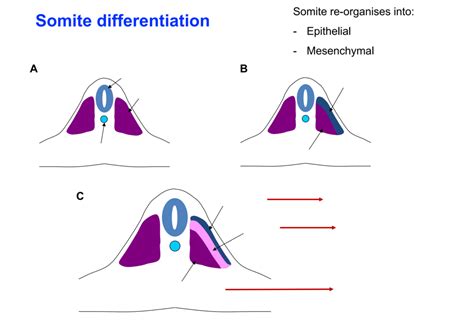 somite differentiation diagram quizlet