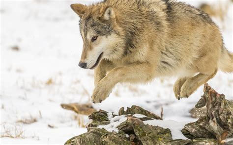 Prédation chez le chien comportement animal but alimentaire Solutions