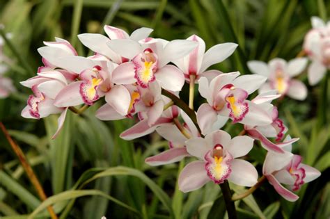 Orqu Dea Cymbidium Significado Como Plantar Como Cuidar