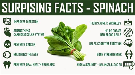 Nutrition Facts And Health Benefits Of Spinach Spinach Health